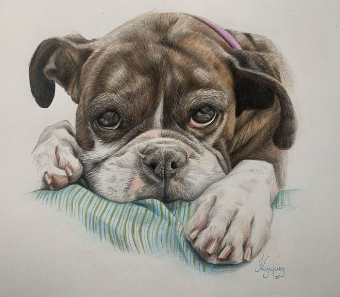 Retrato en lápiz de color de un bulldog apoyado sobre un almohadón