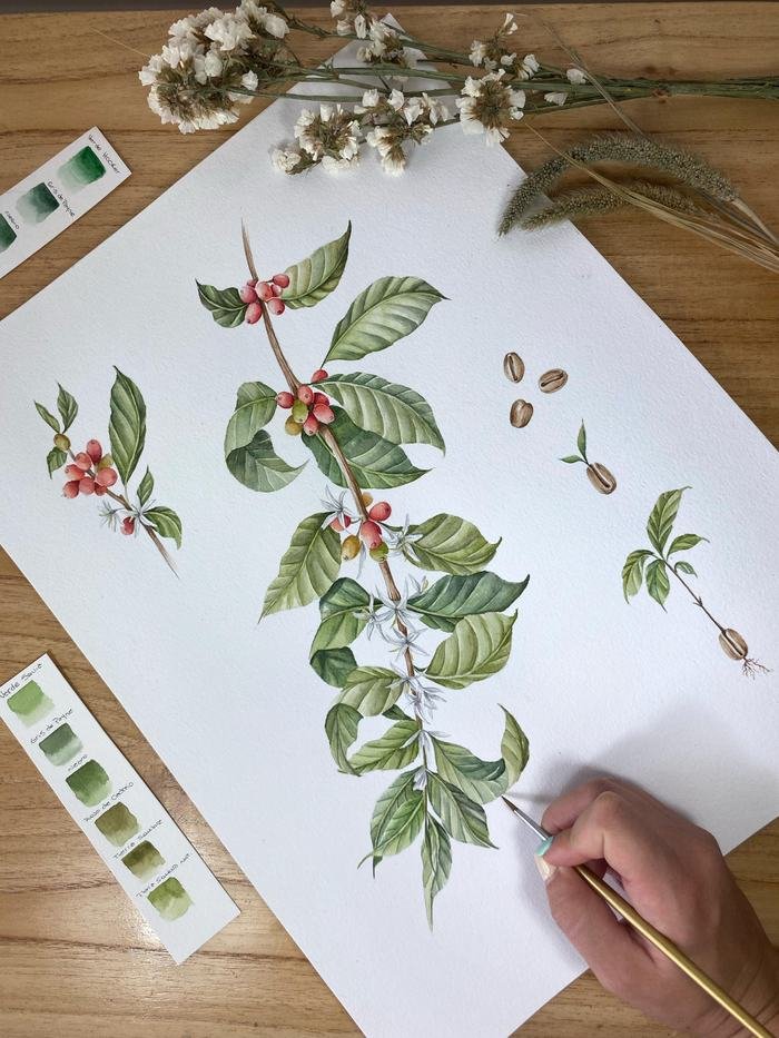 Planta de Café, acuarela de 30 × 40 cm